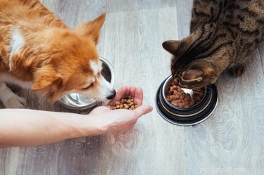 Nebezpečí psa, který jí krmivo pro kočky