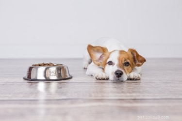 Os perigos de um cachorro comer comida de gato