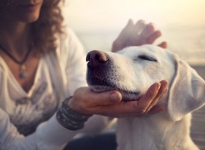 Comment arrêter le cycle de chaleur des chiennes