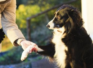 Comment utiliser Bag Balm sur un chien