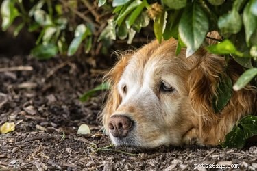 Le paillis est-il mauvais pour les chiens ?