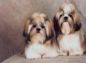 Jak zastavím škrábání mého Shih Tzu?