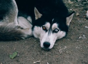 Jak zjistit, když je husky v říji