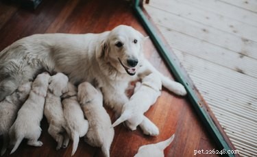 Как вытащить застрявшего щенка из родовых путей