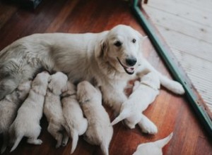 Comment sortir un chiot coincé du canal de naissance