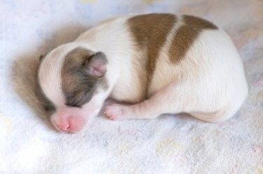 강아지가 태어난 후 얼마나 빨리 젖을 먹나요?
