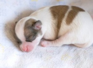 Combien de temps les chiots allaitent-ils après leur naissance ?