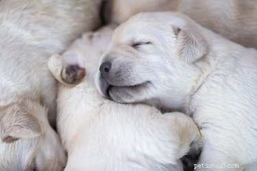 Hoe snel voeden puppy s zich op nadat ze zijn geboren?