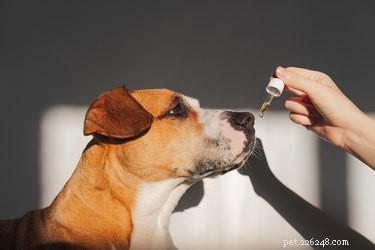 Är myntblad dåliga för hundar?