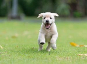 Comment stimuler un chiot à faire caca