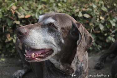 Quali sono le cause dei peli grigi prematuri nei cani?