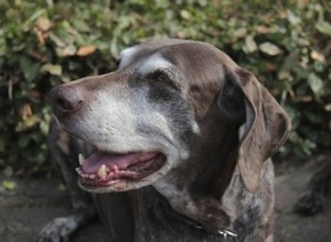 Quelles sont les causes des poils gris prématurés chez les chiens ?