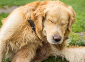 Le soufre pour contrôler les puces sur les chiens