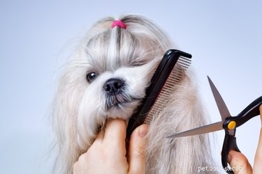 Come usare le tosatrici elettriche per tagliare i capelli di Shih Tzus