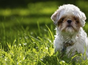 Fruits &Légumes pour un Shih Tzu