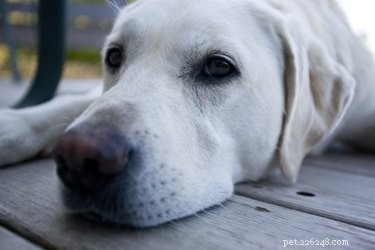 Hur man behandlar en hund som har kliat sig för mycket