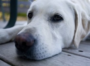 Comment traiter un chien qui s est trop gratté