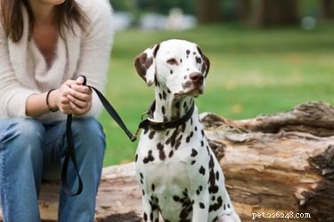 Wat zijn de oorzaken van donkere vlekken op de huid van een hond?