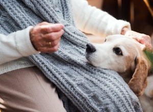 14歳の犬が震える原因は何ですか？ 