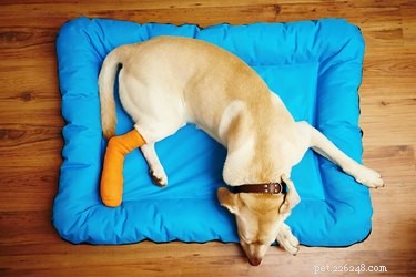 Hur man bandagerar en hunds bakben