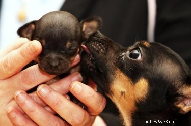 Jak zachránit nově narozené štěně