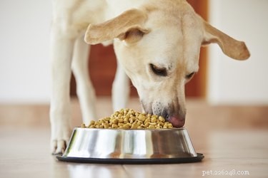 En lista över livsmedel som är bra för hundar