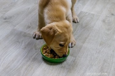 Seznam potravin, které jsou dobré pro psy