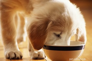 Полезные и вредные овощи для собак