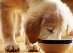 Bons et mauvais légumes pour chiens