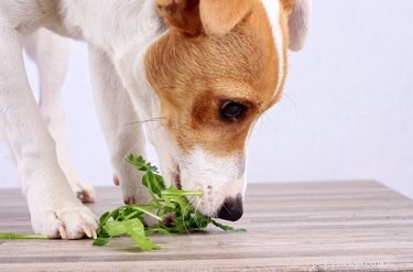 Bons et mauvais légumes pour chiens