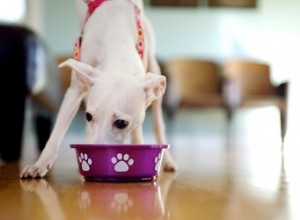 犬のひき肉を調理する方法 