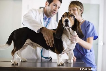 Quali sono le cause dell alto contenuto proteico nel sangue di un cane?