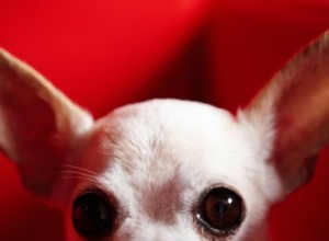 Comment aider un chihuahua à accoucher