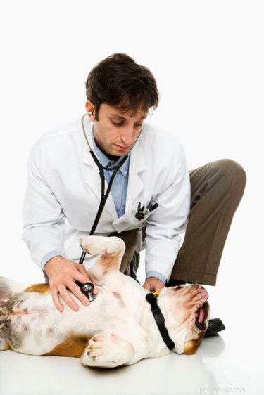 Hoe zorg je voor een hond met een gebroken rug