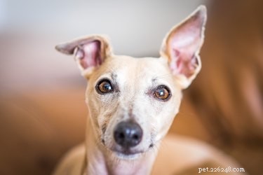 Jak léčit suché psí uši