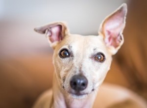 乾いた犬の耳を癒す方法 