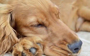 Como curar cães com gases ruins