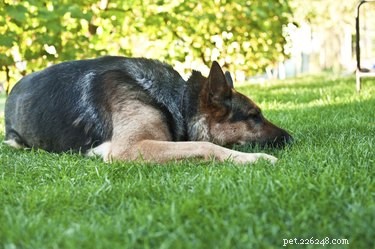 Come curare i cani con gas nocivi