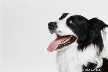 Benadryls effekter på hundar