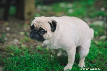 Wat veroorzaakt gele ontlasting bij honden?