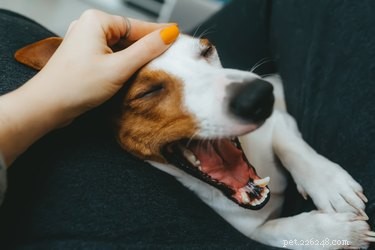 Wat veroorzaakt zwart tandvlees bij honden?