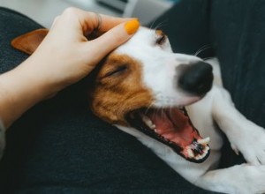 Qu est-ce qui cause les gencives noires chez les chiens ?