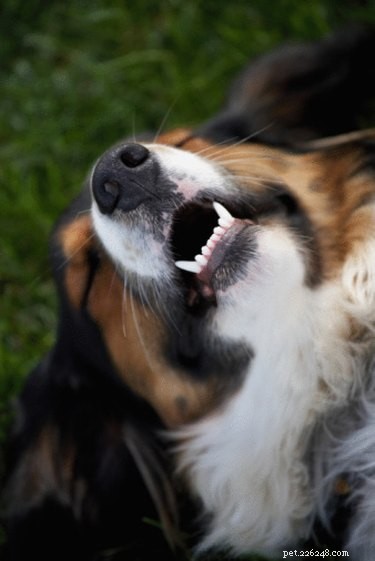 Como cuidar do nariz seco de um cachorro