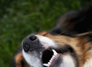 犬の乾いた鼻の世話をする方法 