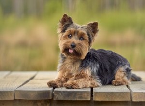 Quels fruits et légumes les Yorkies peuvent-ils manger ?