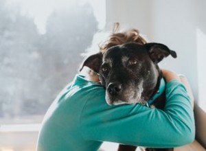 犬に無愛想な皮膚の隆起 