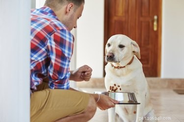 Como alimentar cães com germe de trigo