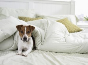 犬はノミを食べることでどのような種類の虫に感染しますか？ 