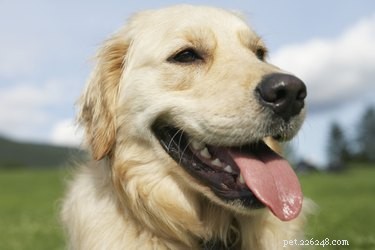 Jaké druhy červů dostávají psi z požírání blech?