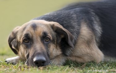 Лечение плоскостопия у собак
